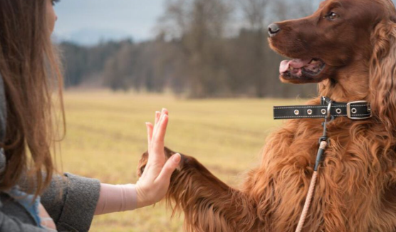 The Role of Natural Remedies in Upscale Pet Care